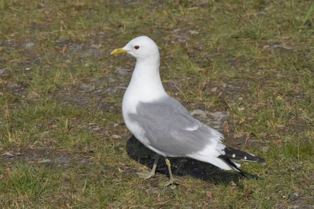 istock Mew Gull at Savage River, Denali NP 1203247347