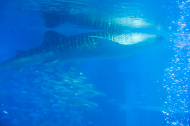 istock Whale shark swimming in aquarium aquarium 1203247368