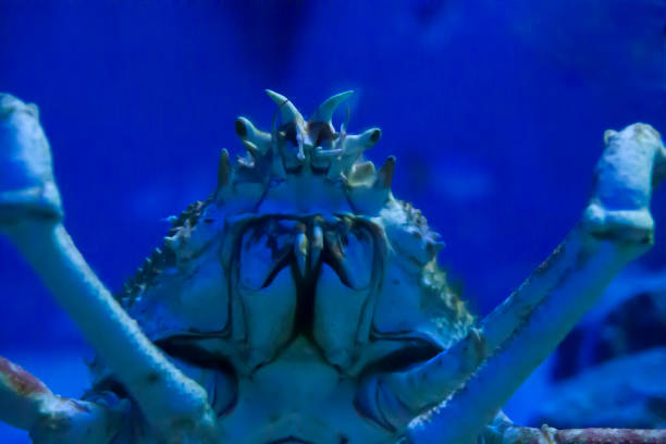 istock Crab looking front at the bottom of the aquarium 1203247405