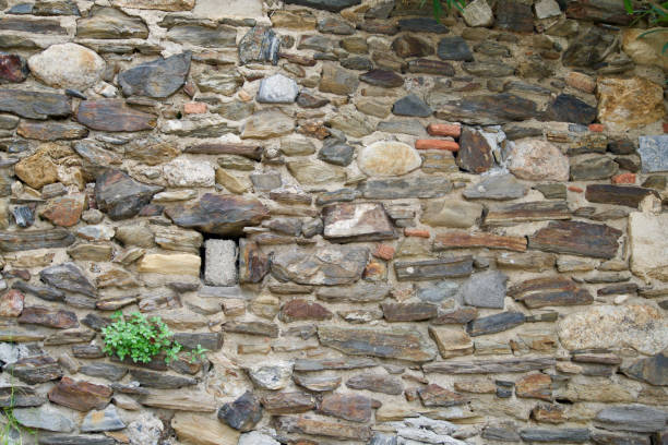 istock Natural stone background with one plant 1203251250