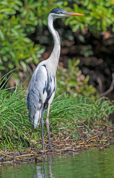 istock Cocoi Heron standing on the shore in the Pantanal 1203252037