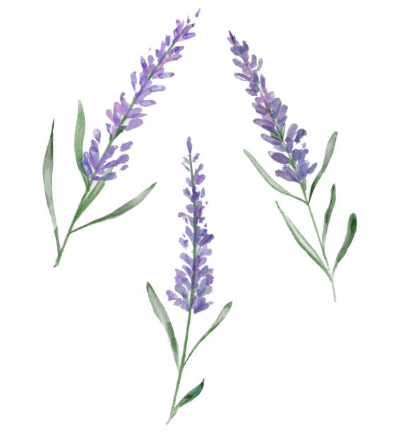 illustrations, cliparts, dessins animés et icônes de trois fleurs de lavande d'aquarelle - lavender isolated lavender coloured environment