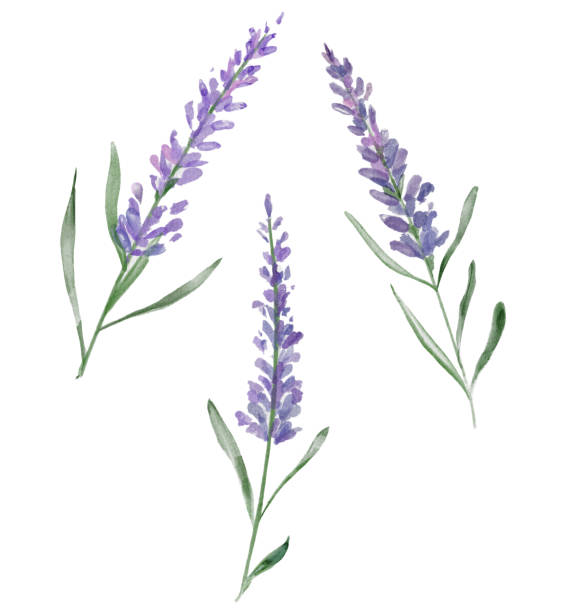 ilustrações, clipart, desenhos animados e ícones de três flores de lavanda aquarela - lavanda