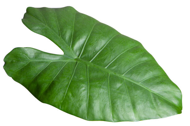 istock Alocasia houseplant, leaf, closeup on a white background. 1203252850