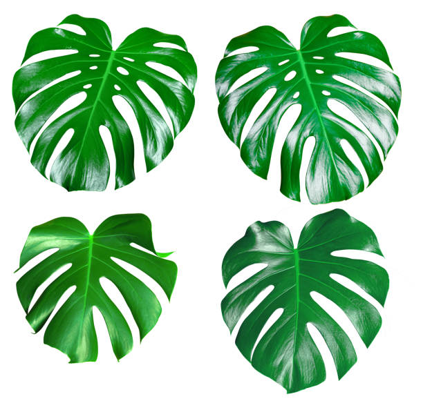 istock Monstera green juicy fresh leaf isolated on a white background 1203252867