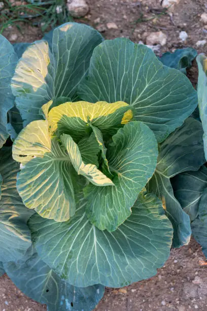 Close up, downward shot showing the beautiful line patterns seen on the large leaves of a cabbage head