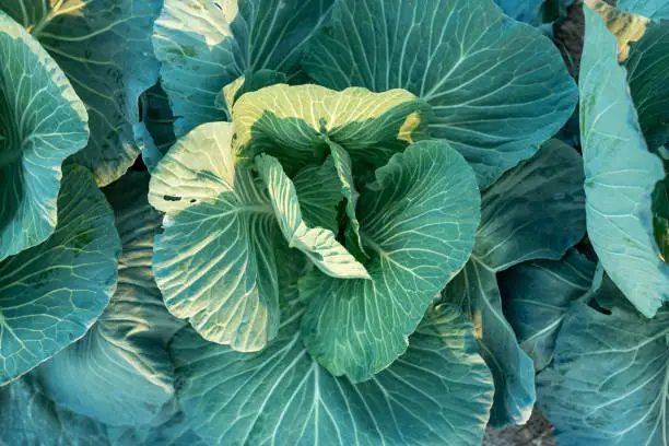 Close up, downward shot showing the beautiful line patterns seen on the large leaves of a cabbage head