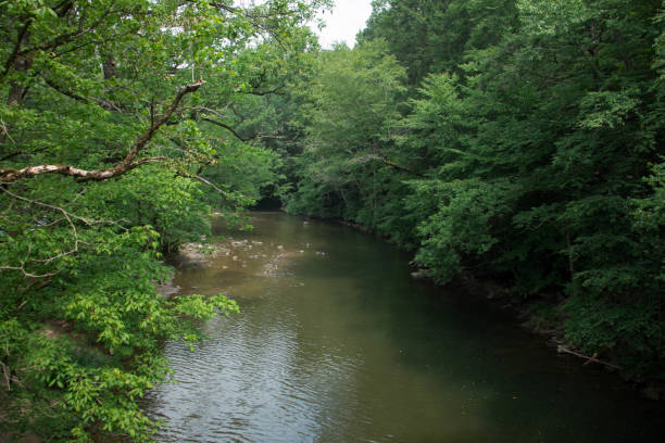 istock Creek in the Woods 1203255801