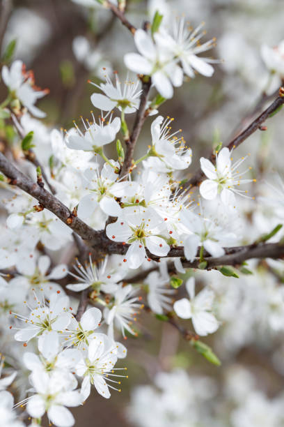 istock Flowers of cherry plum (prunus cerasifera) in early spring (close up) 1203257395
