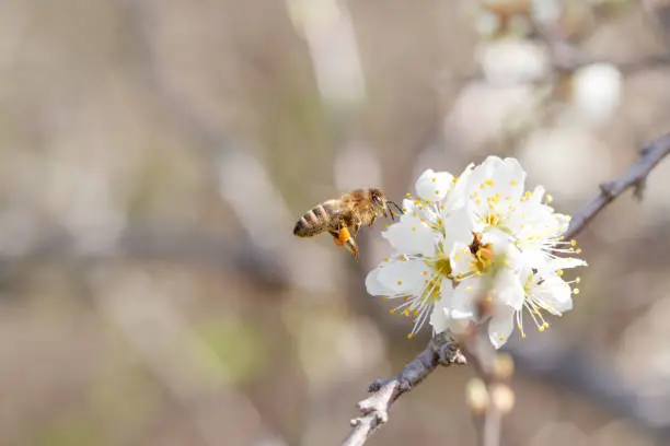 Close up of bee collecting a nectar from flowering blackthorn (pruns spinosa) in early spring