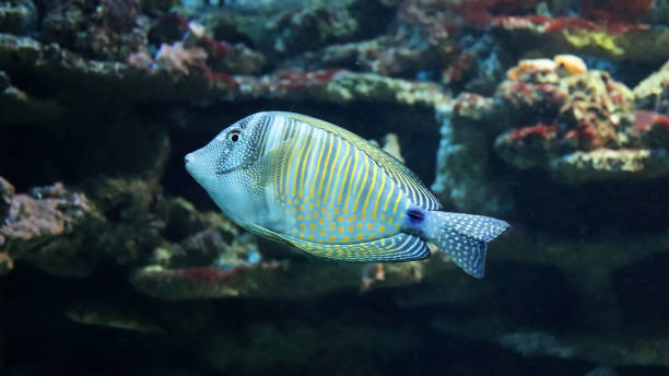 istock Red Sea sailfin tang 2 1203259254
