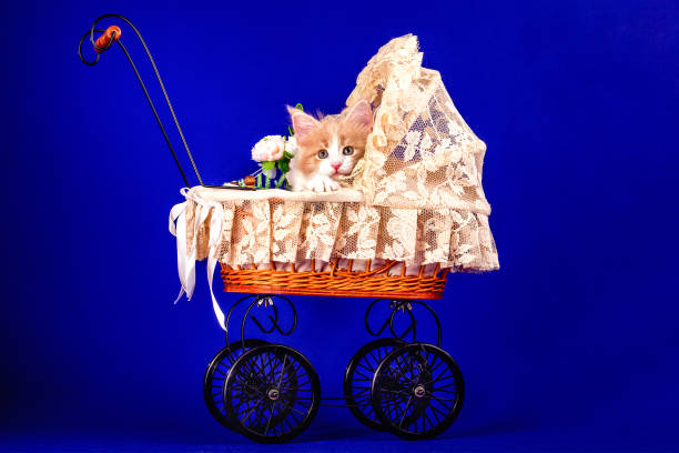 istock A red and white maine coon kitten sitting in a baby pram. 1203260596