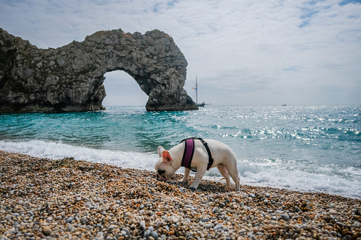 Frenchie dog sniffing around the beach