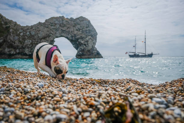 French Bulldog exploring Durdle Door Beach on Jurassic Coast, Dorset, England Frenchie dog sniffing around the beach durdle door stock pictures, royalty-free photos & images