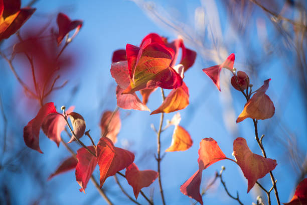 In the fall, the lush leaves turned red and brown and then mostly fell off.