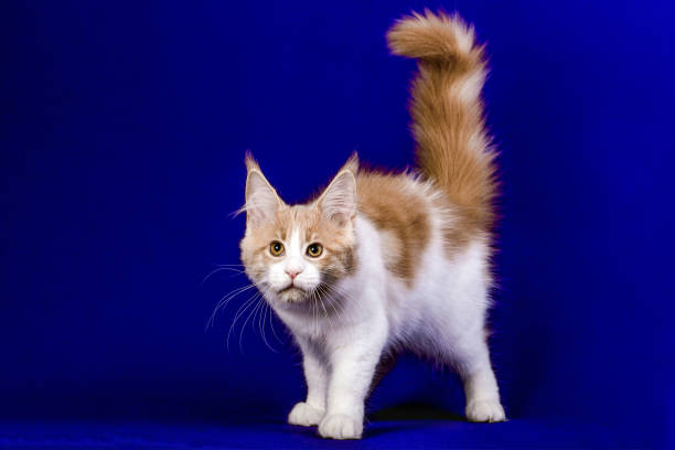 istock Pretty maine coon kitten in skirt in studio. 1203261799