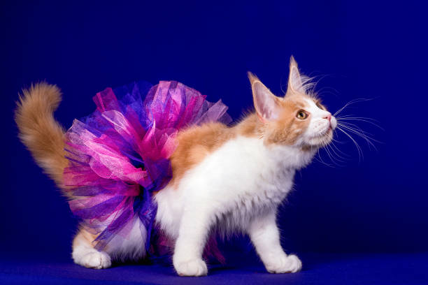 istock Pretty maine coon kitten in skirt in studio. 1203261821