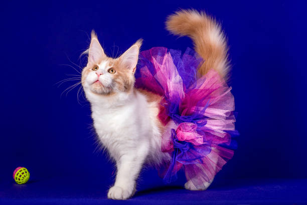 istock Pretty maine coon kitten in skirt in studio. 1203261827