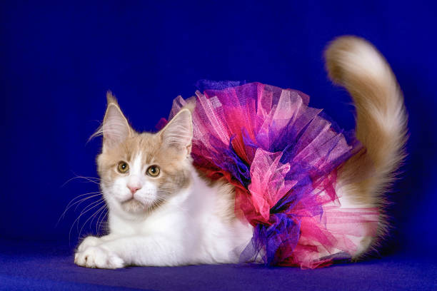 istock Pretty maine coon kitten in skirt in studio. 1203261838
