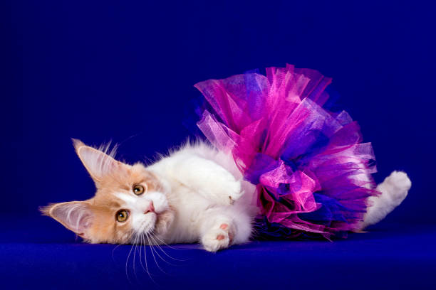 istock Pretty maine coon kitten in skirt in studio. 1203261844