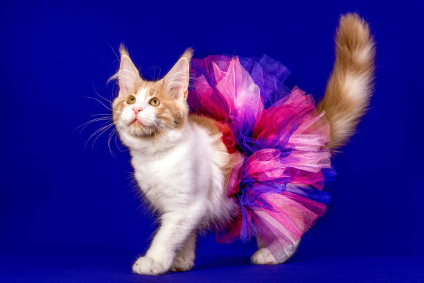 istock Pretty maine coon kitten in skirt in studio. 1203261867