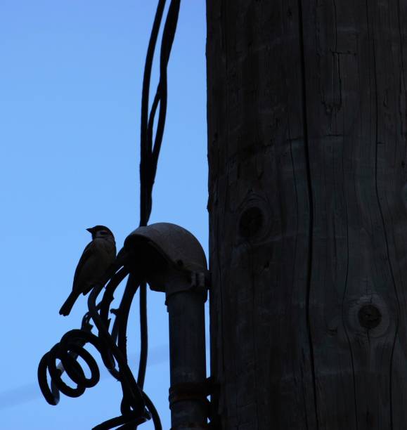 Silhouette of a bird looking back while perched on electric wires in a pole.
