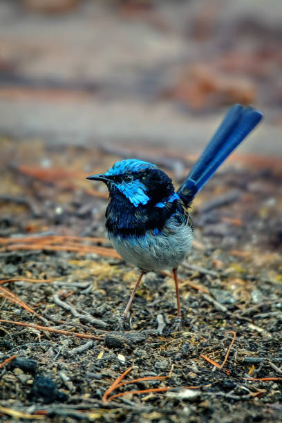 istock Superb Fairy Wren on the ground 1203262072