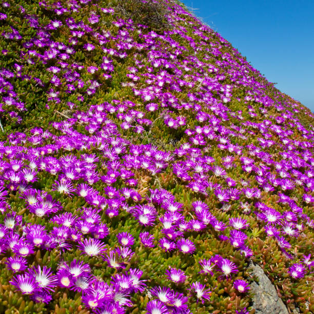 Lege med side salt Delosperma Flowers On The Rocks At Rozel Bay Jersey Channel Islands Uk  Stock Photo - Download Image Now - iStock