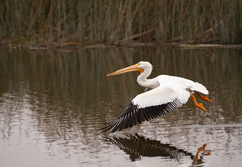 White Pelican Flying Over A Pond