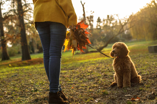 istock Collecting autumn leaves on a dog walk 1203267099