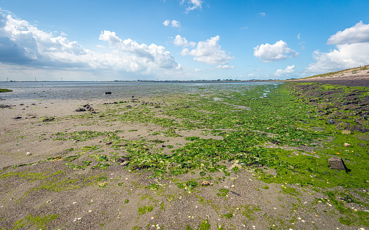 Sea lettuce and other types of seaweed on the sand along a dam in a former Dutch estuary. It is a sunny daywith a bright blue sky  in the summer season.