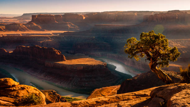 istock Dead Horse Point over Colorado River and juniper tree at sunset – Utah, USA 1203268401