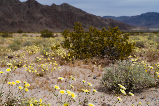 The spring super bloom in California desert.