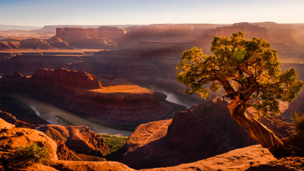 istock Dead Horse Point over Colorado River and juniper tree at sunset – Utah, USA 1203268547