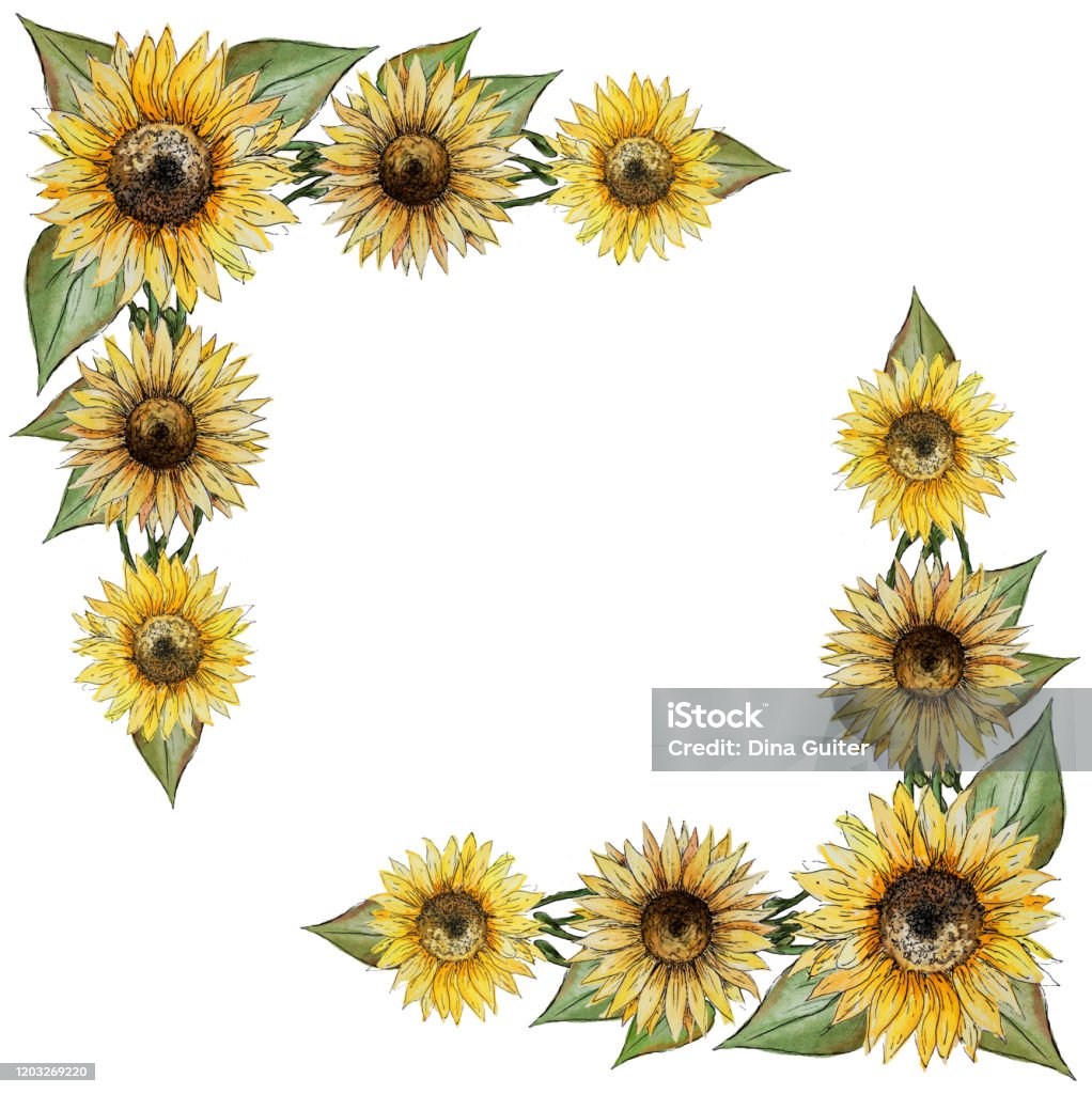 Vierkante Krans Gele Kaderhoek Van Bloemen Van Knoppen Van Bladeren Van Stelen Van Een Zonnebloem Voor Uitnodigingsgroetprentbriefkaart Stockvectorkunst En Meer Beelden Van Zonnebloemen - Istock