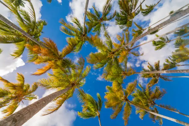 Caribbean tropical relax, under palm trees leafs – Saona Island, Dominican Republic