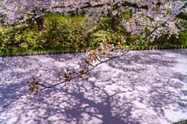 弘前市桜祭り。澄んだ青空春晴れの日。花いたいは、外側の堀での花びらいかだ - wooden raft ストックフォトと画像