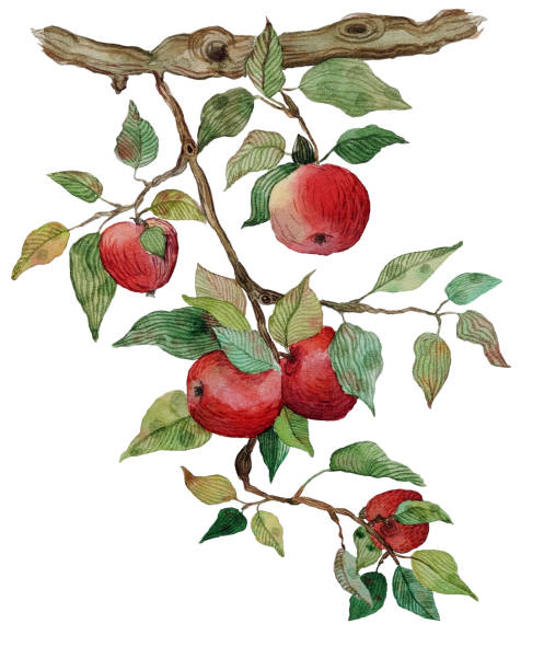 사과 가지와 사과 수채화 양식에 일치시키는 그림 격리 - apple tree branch stock illustrations