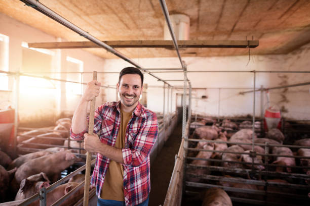 élevage de porcs. tiré de l'ouvrier d'agriculteur de sourire restant dans l'enclos de porc à la ferme de bétail. - éleveur photos et images de collection