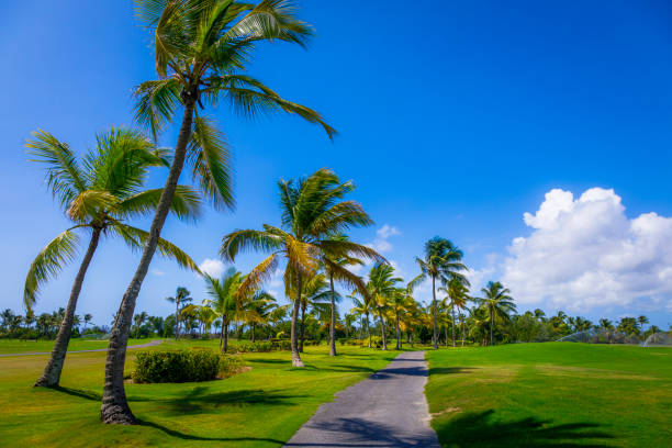istock Path under caribbean palm trees leafs – Punta Cana, Dominican Republic 1203271309