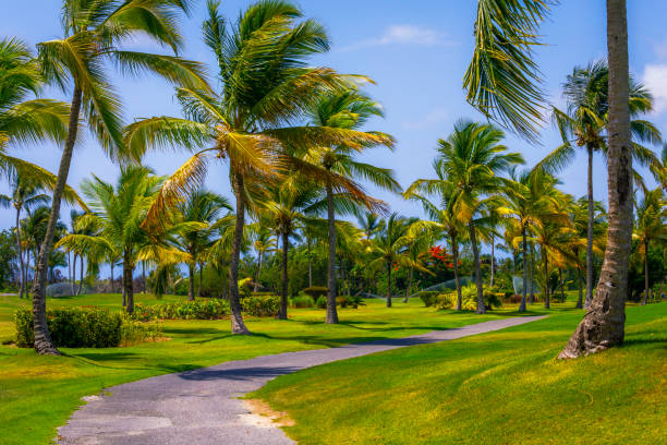 istock Path under caribbean palm trees leafs – Punta Cana, Dominican Republic 1203271977