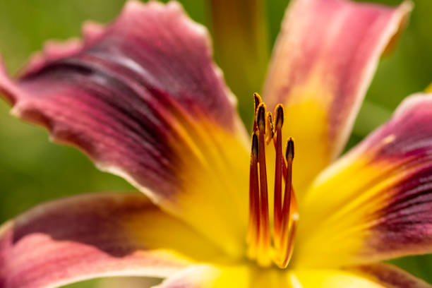 istock Single Red Lily Flower Closeup With Yellow Center 1203272034