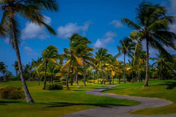 istock Path under caribbean palm trees leafs – Punta Cana, Dominican Republic 1203273679