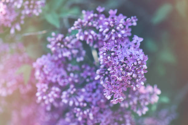 istock Blooming violet lilac branch background 1203273911