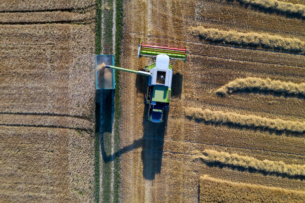 istock Combine harvester pouring corn grain into tractor trailer 1203274465