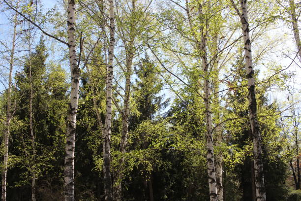 istock bright green fresh leaves on the trees in the spring in the forest bloomed 1203275559