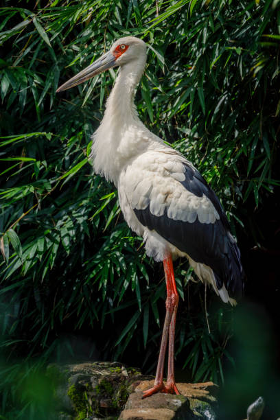 자비루 신비, 또는 tuiuiu, 휴식 - 판타날 습지 기호 조류, 브라질 - saddle billed stork 뉴스 사진 이미지