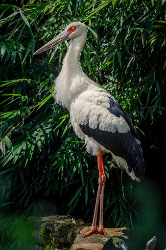 Jabiru mycteria, or Tuiuiu, resting - Pantanal wetlands symbol bird, Brazil