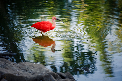 Scarlet ibis red bird - Pantanal wetlands symbol bird, Brazil