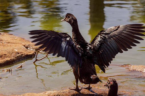 Horned screamer black bird with open wings - Pantanal wetlands, Brazil